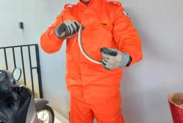 Cobra cipó é resgatada em casa em Guarantã do Norte