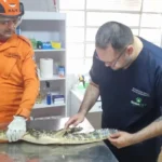 Bombeiros resgatam jacaré em frente a residência no bairro Jardim Itália, em Cáceres