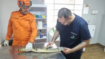 Jacaré resgatado em frente a casa mobiliza bombeiros em Cáceres
