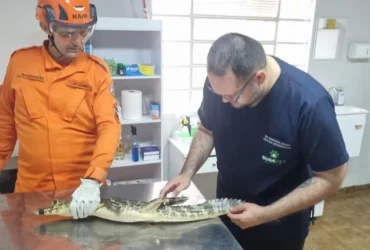 Jacaré resgatado em frente a casa mobiliza bombeiros em Cáceres