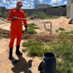 Bombeiros realizam força-tarefa para resgate de tamanduá e serpentes em áreas urbanas de Mato Grosso