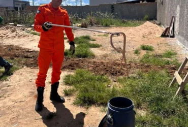 Resgate de animais silvestres mobiliza bombeiros em MT