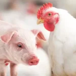 Custos de produção de suínos seguem em queda e frango mantém estabilidade em março