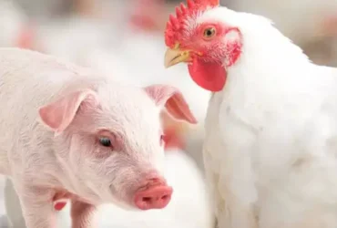 Custos de produção de suínos seguem em queda e frango mantém estabilidade em março
