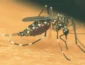 Sorriso registra baixa incidência de arboviroses no primeiro semestre de 2026, mas Saúde alerta para riscos da fase crônica da Chikungunya