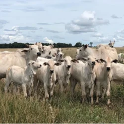 Diferença entre boi e vaca dispara em abril e amplia vantagem do macho no mercado paulista