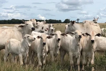 Diferença entre boi e vaca dispara em abril e amplia vantagem do macho no mercado paulista