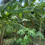 MT Produtivo inicia expedição em Cuiabá para liberar US$ 100 milhões em investimentos na agricultura familiar