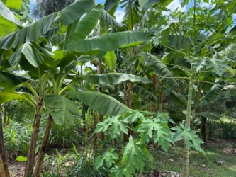 Foto de plantas produzidas através de Agricultura Familiar