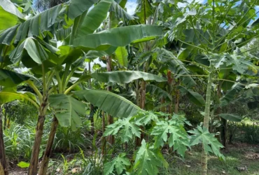 Foto de plantas produzidas através de Agricultura Familiar