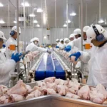 Exportações de frango batem recorde no 1º trimestre de 2026, apesar de cenário geopolítico
