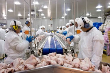 Exportações de frango batem recorde no 1º trimestre de 2026, apesar de cenário geopolítico