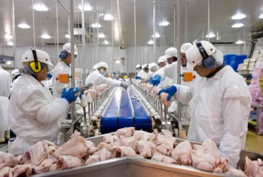 Exportações de frango batem recorde no 1º trimestre de 2026, apesar de cenário geopolítico
