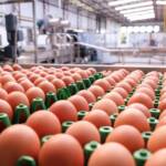 Exportações de ovos recuam e atingem menor volume desde dezembro de 2024