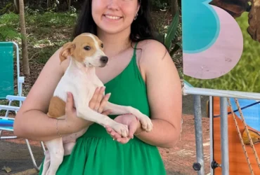 Feira de adoção