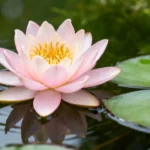 Flores exóticas que parecem irreais: quando a natureza desafia a lógica visual