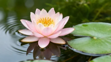 Flores exóticas que parecem irreais