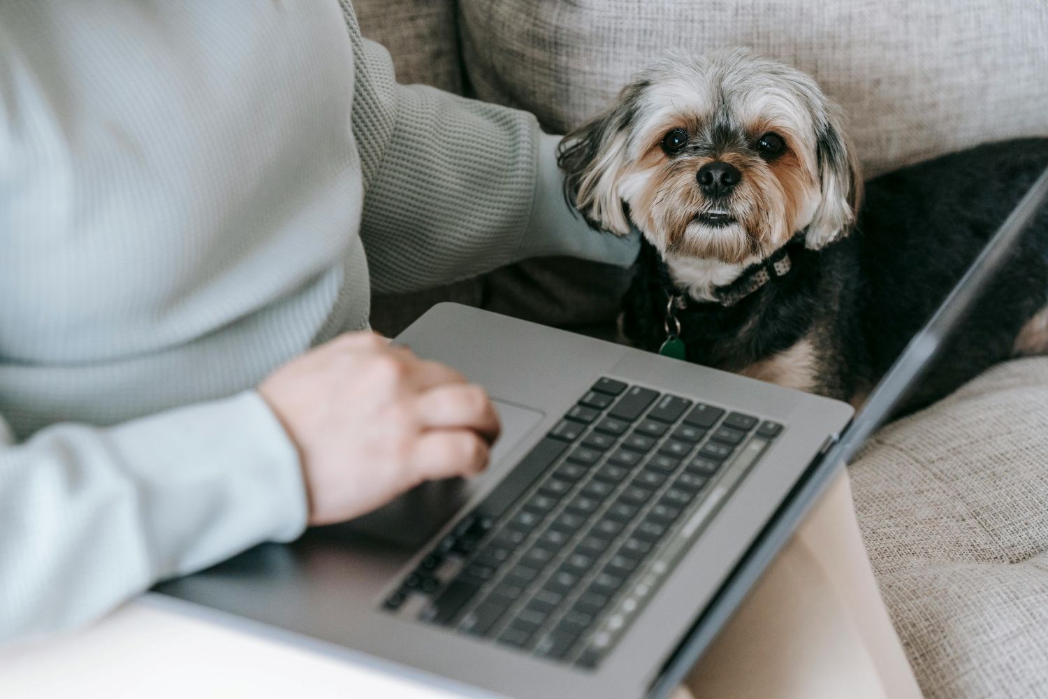 Gastos com pets seguem fora do Imposto de Renda em 2026   Pexels (1)
