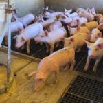 Prorrogação de incentivo fiscal garante competitividade à suinocultura de Mato Grosso