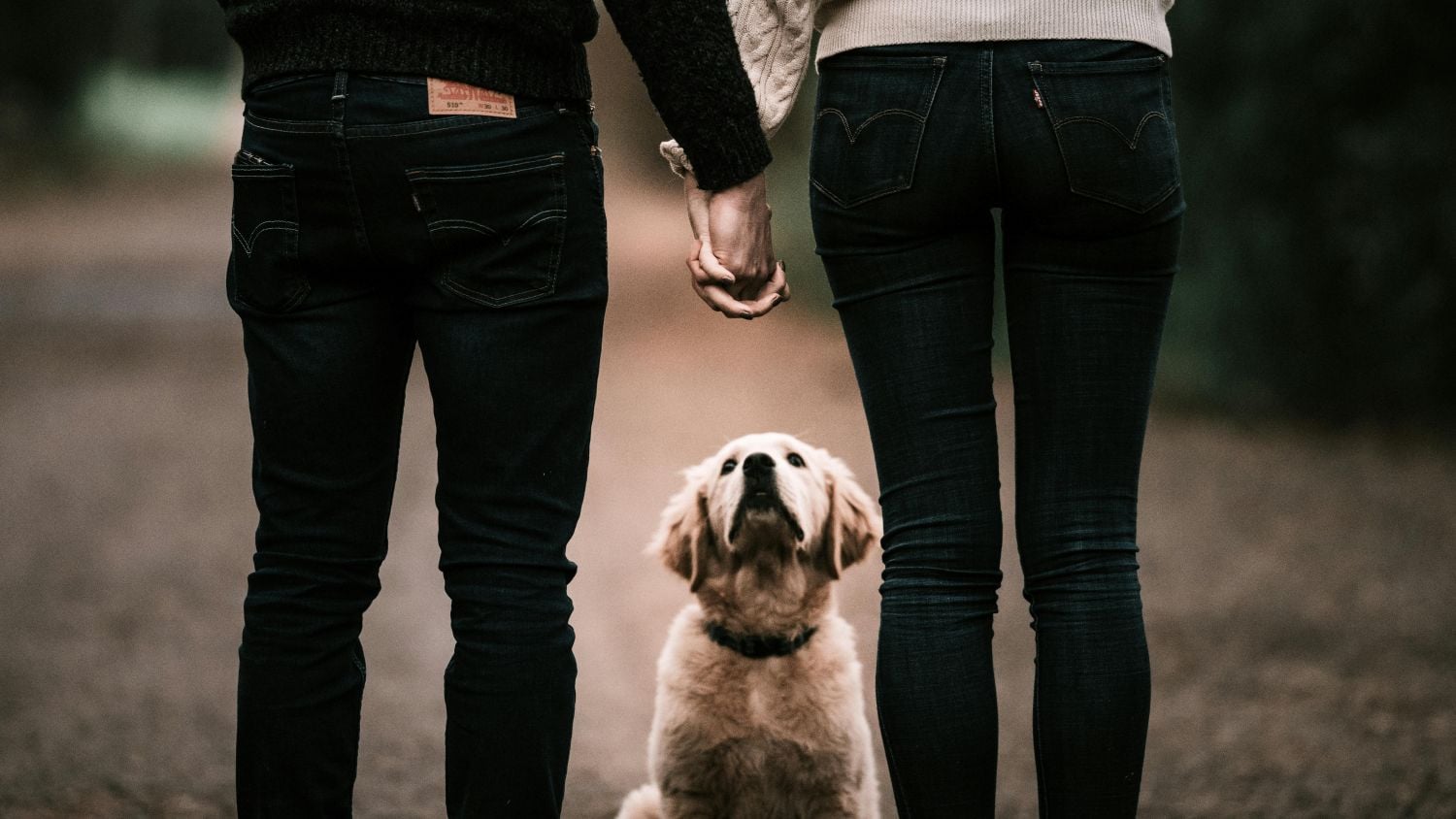 Guarda compartilhada de pets entra na lei brasileira   Pexels (1)