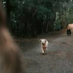 Guarda compartilhada de pets entra na lei brasileira