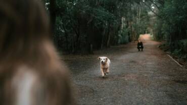 Guarda compartilhada de pets entra na lei brasileira   Pexels (2)