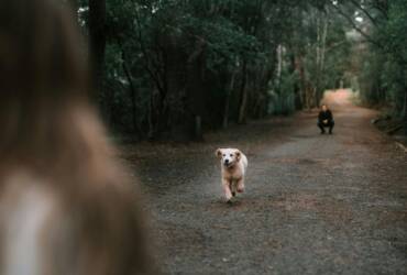 Guarda compartilhada de pets entra na lei brasileira   Pexels (2)