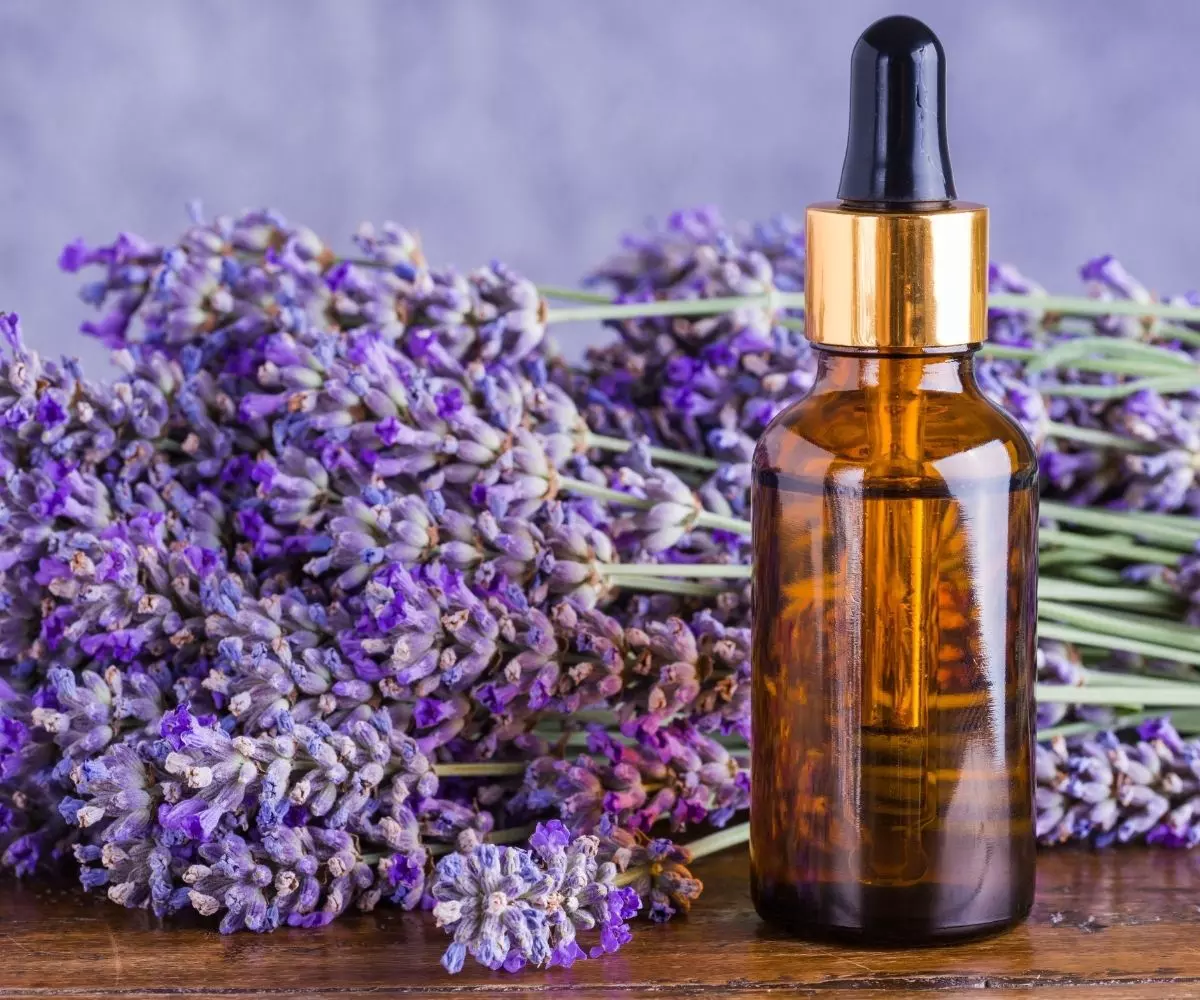 Lavanda