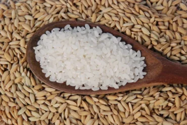 Mercado de arroz segue travado no Sul com produtores resistentes e compradores cautelosos