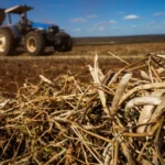 Mercado do feijão perde força no fim de março, mas trimestre mantém valorização