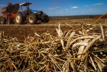 Mercado do feijão perde força no fim de março, mas trimestre mantém valorização