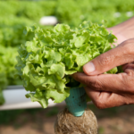 Novo sistema moderniza controle fitossanitário e simplifica trânsito de vegetais no Brasil