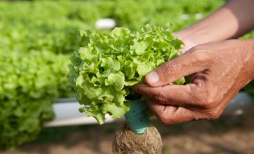 Novo sistema moderniza controle fitossanitário e simplifica trânsito de vegetais no Brasil