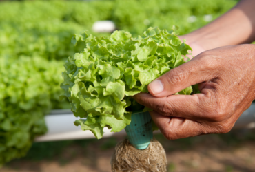 Novo sistema moderniza controle fitossanitário e simplifica trânsito de vegetais no Brasil