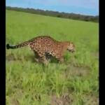 Onça-pintada surpreende trabalhadores em lavoura de Campo Novo do Parecis e cena é registrada em vídeo