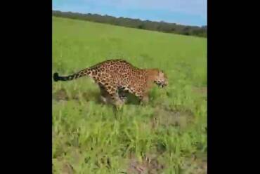 Onça-pintada surpreende trabalhadores em lavoura de Campo Novo do Parecis e cena é registrada em vídeo