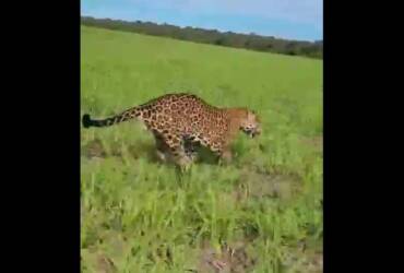 Onça-pintada surpreende trabalhadores em lavoura de Campo Novo do Parecis e cena é registrada em vídeo