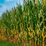 Alerta no Milho: pulgão pode reduzir produtividade em até 60% em Mato Grosso; saiba como combater