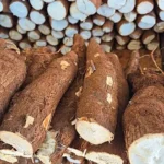 Oferta maior movimenta mercado da mandioca, mas demanda segura preços