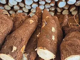 Oferta maior movimenta mercado da mandioca, mas demanda segura preços