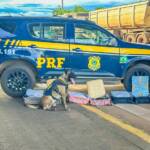 PRF apreende mais de 21 quilos de cocaína em três ações na BR-364 em Mato Grosso