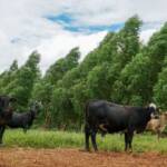 Pecuária de MT regenera área equivalente a 5,8 mil campos de futebol e projeta R$ 921,2 milhões em retorno à cadeia produtiva