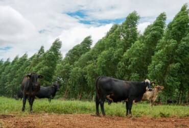 Pecuária de MT regenera área equivalente a 5,8 mil campos de futebol e projeta R$ 921,2 milhões em retorno à cadeia produtiva