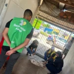 Cuiabá resgata cadela vítima de maus-tratos graves no bairro Pedra 90
