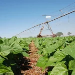 Inoculante eleva produtividade do feijão em até 17% no Cerrado e reduz uso de fertilizantes