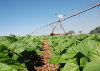 Inoculante eleva produtividade do feijão em até 17% no Cerrado e reduz uso de fertilizantes