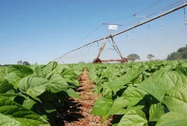 Inoculante eleva produtividade do feijão em até 17% no Cerrado e reduz uso de fertilizantes