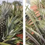 Unemat lança cultivares de abacaxi resistentes a doenças e sem espinhos para fortalecer fruticultura em MT