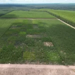 Plantio e validação de clones de eucalipto para diferentes regiões do estado de Mato Grosso