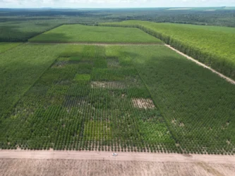 Plantio e validação de clones de eucalipto para diferentes regiões do estado de Mato Grosso